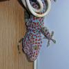 Tokay Gecko - Bright Coloured photo