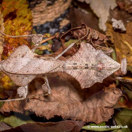 Dead Leaf Mantis