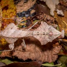 Dead Leaf Mantis (Deroplatys sp)