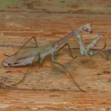 Mega Mantis (Plistospilota guineensis )