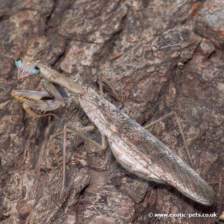 Madagascan Marbled Mantis