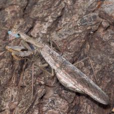 Madagascan Marbled Mantis (Polyspilota aeruginosa)