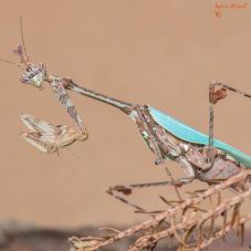 Cryptic Mantis (Sibylla pretiosa)