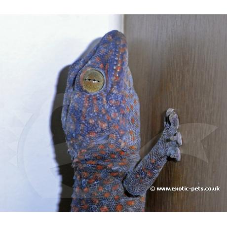 Tokay Gecko - Normal Colour