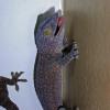 Tokay Gecko Barking photo