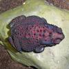 Black Spined Toad - Red Back photo