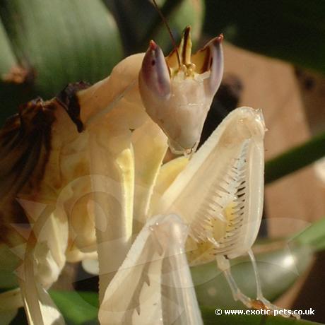 Adult Malaysian Orchid Praying Mantis head