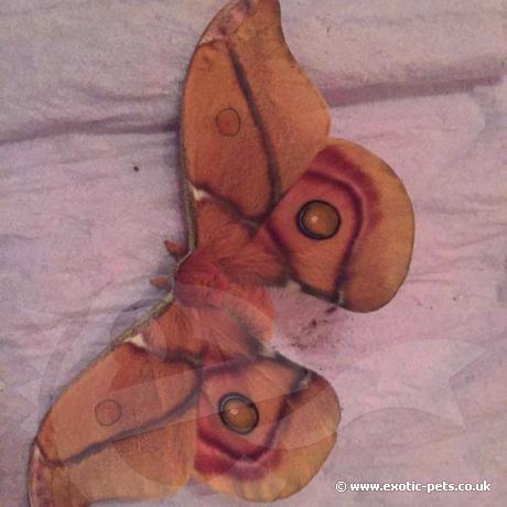 Bullseye Silkmoth