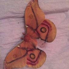 Bullseye Silkmoth (Antherina suraka)