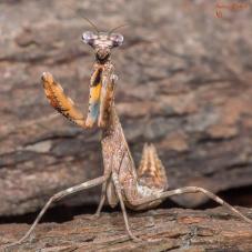 Budwing Mantis (Parasphendale agrionina)