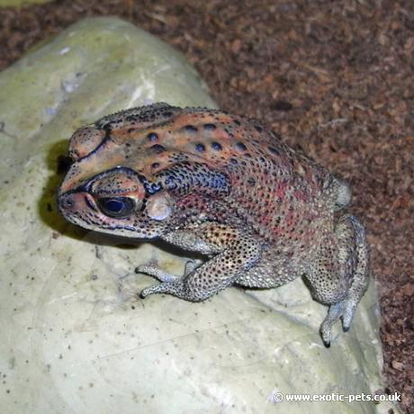 Black Spined Toad