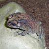 Black Spined Toad photo