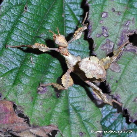 Macleays Spectre Stick - on bramble