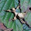 Macleays Spectre Stick - on bramble photo
