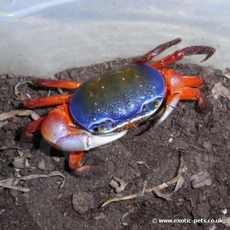 Rainbow Land Crab - top view