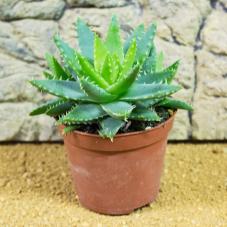 ProRep Live Plant - Short Leaved Aloe