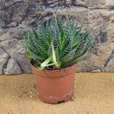 ProRep Live Plant - Lace Aloe