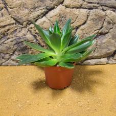 ProRep Live Plant - Reynolds Aloe