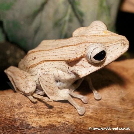 Borneo Eared Tree Frog