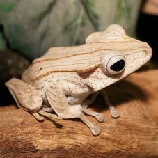 Borneo Eared Tree Frog (Polypedates otilophus)