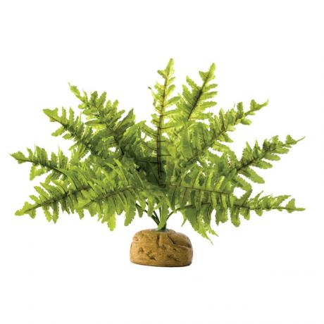 Exo Terra Boston Fern