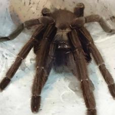 Cambodian Earth Tiger (Chilobrachys sp. 