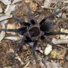 Roatan Island Purple (Theraphosinae sp. 