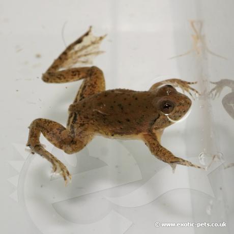 Green Puddle Frog