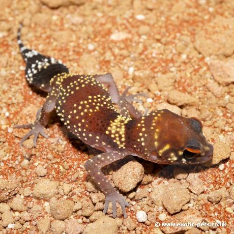 Australian Barking Gecko