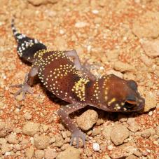 Australian Barking Gecko (Underwoodisaurus milii)