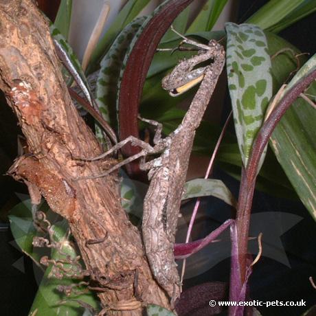 Twig Praying Mantis