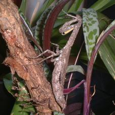 Twig Praying Mantis (Popa spurca)