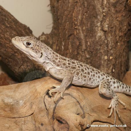 Leopard Lizard