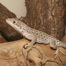 Leopard Lizard (Gambelia wislizenii)