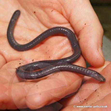 Gaboon Caecilian