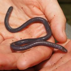 Gaboon Caecilian (Geotrypetes seraphini)