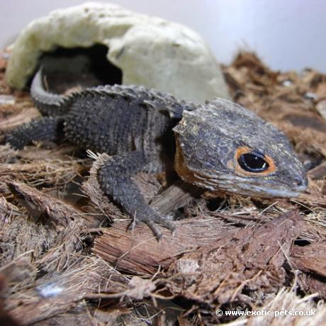 Red Eyed Crocodile Skink resting