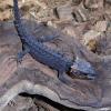 Red Eyed Crocodile Skink dorsal view photo