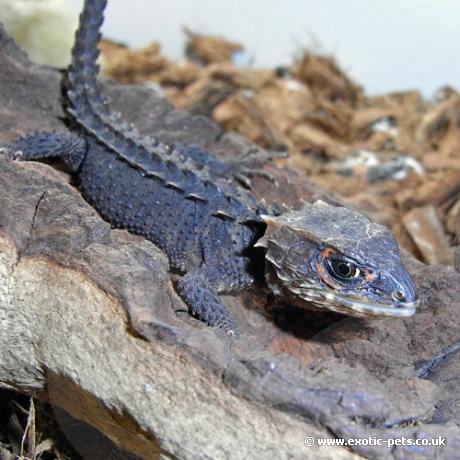 Red Eyed Crocodile SKink close up