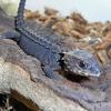 Red Eyed Crocodile SKink close up photo