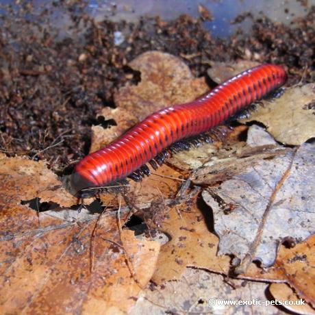 Red Fire Millipede