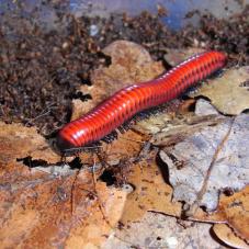 Red Fire Millipede (Centrobolus annulatus)
