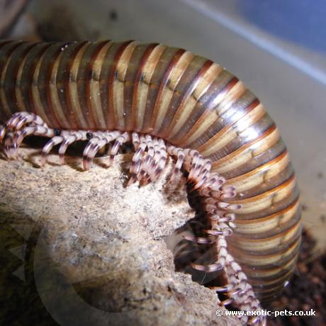 Long Legged Millipede - legs