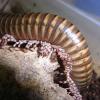 Long Legged Millipede - legs photo