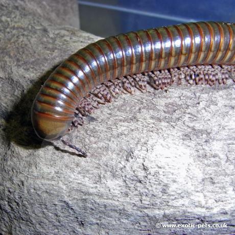 Long Legged Millipede - on log