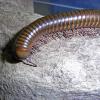 Long Legged Millipede - on log photo