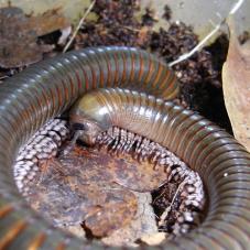 Long Legged Millipede