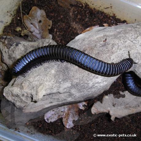 Black and White Giant Millipede