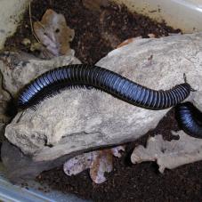 Black and White Giant Millipede (Omopyge grandis)