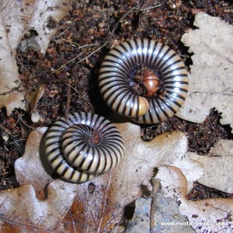 Tri Colour Millipede